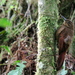 Tyrannine Woodcreeper - Photo (c) Rudy Gelis, all rights reserved, uploaded by Rudy Gelis