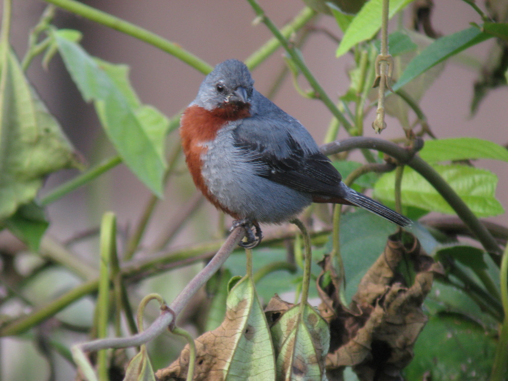 Chestnut Seedeater photo