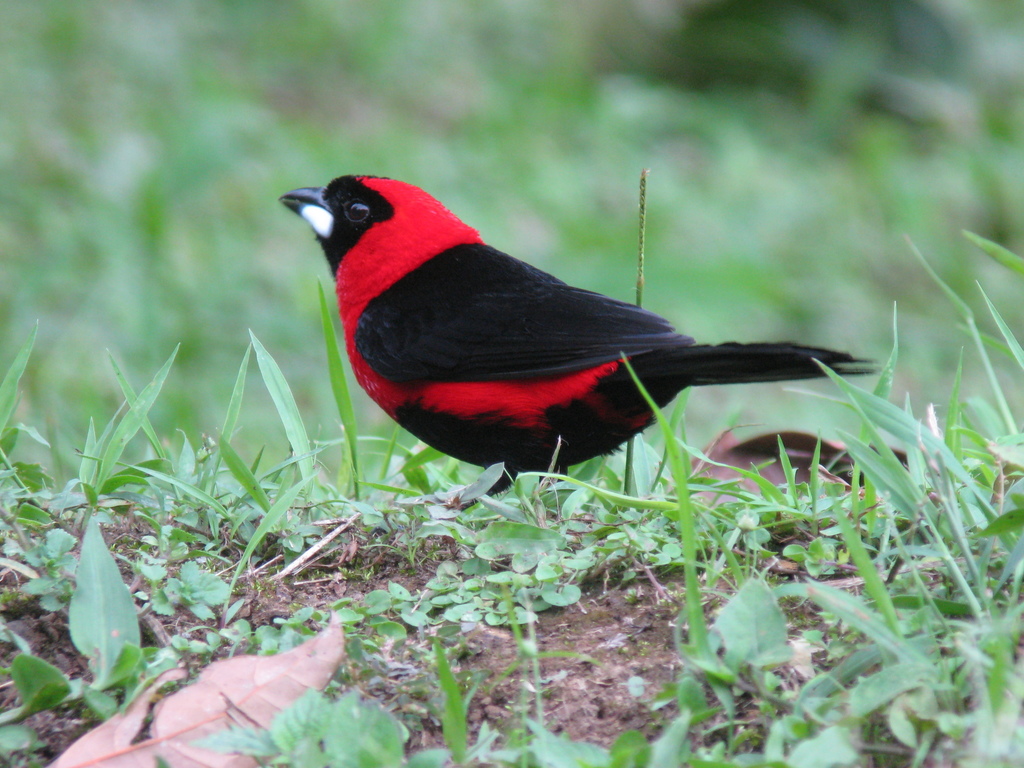 Masked Tanager photo