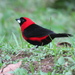 Masked Crimson Tanager - Photo (c) rudygelis, all rights reserved