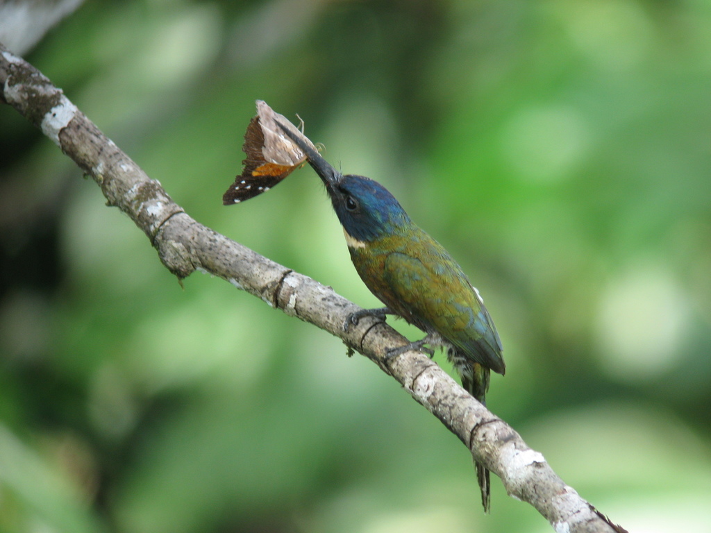 Purplish Jacamar photo