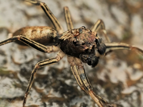 Spartaeus spinimanus