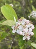Purple Chokeberry - Photo (c) Misha Zitser, all rights reserved, uploaded by Misha Zitser