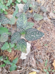 Hypoestes phyllostachya image