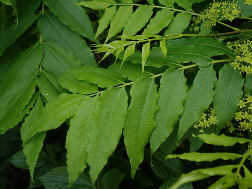 Picrasma quassioides