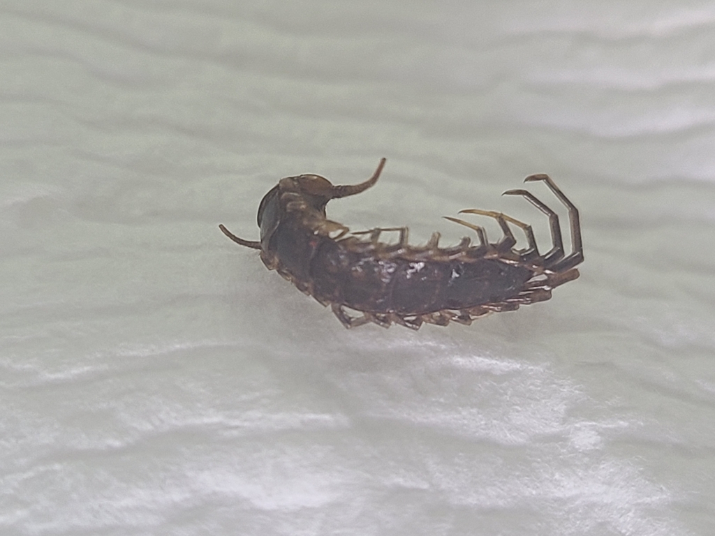 Lithobiidae from Royse City on May 11, 2023 at 0318 PM by Ashley