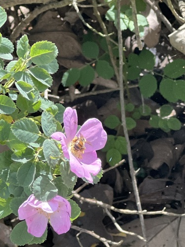 iNaturalist observation photo of Western Honey Bee