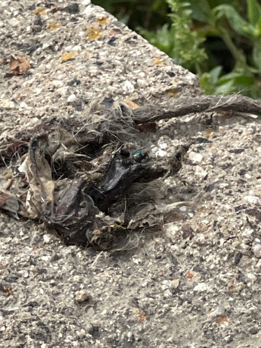 iNaturalist observation photo of Greenbottle Flies