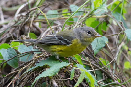 Magnolia Warbler