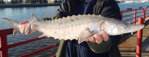 Lake Sturgeon