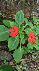 Impatiens walleriana image