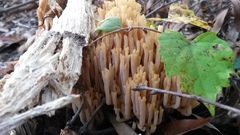 Ramaria formosa image