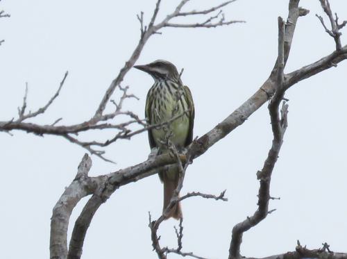 Sulphur-bellied Flycatcher
