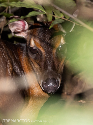 Bay Duiker
