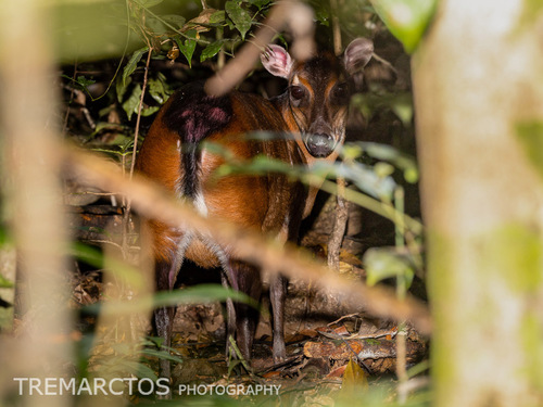 Bay Duiker