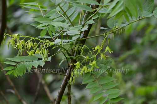 Blue Sausage Tree (Decaisnea insignis)