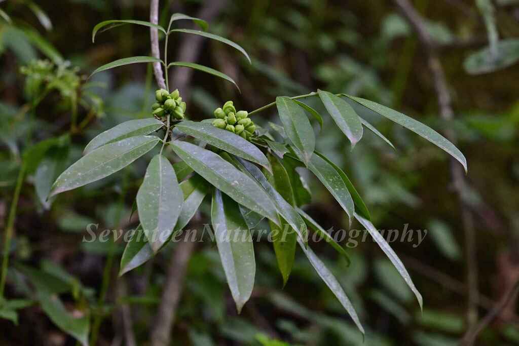 Zanthoxylum dissitum (Zanthoxylum dissitum)