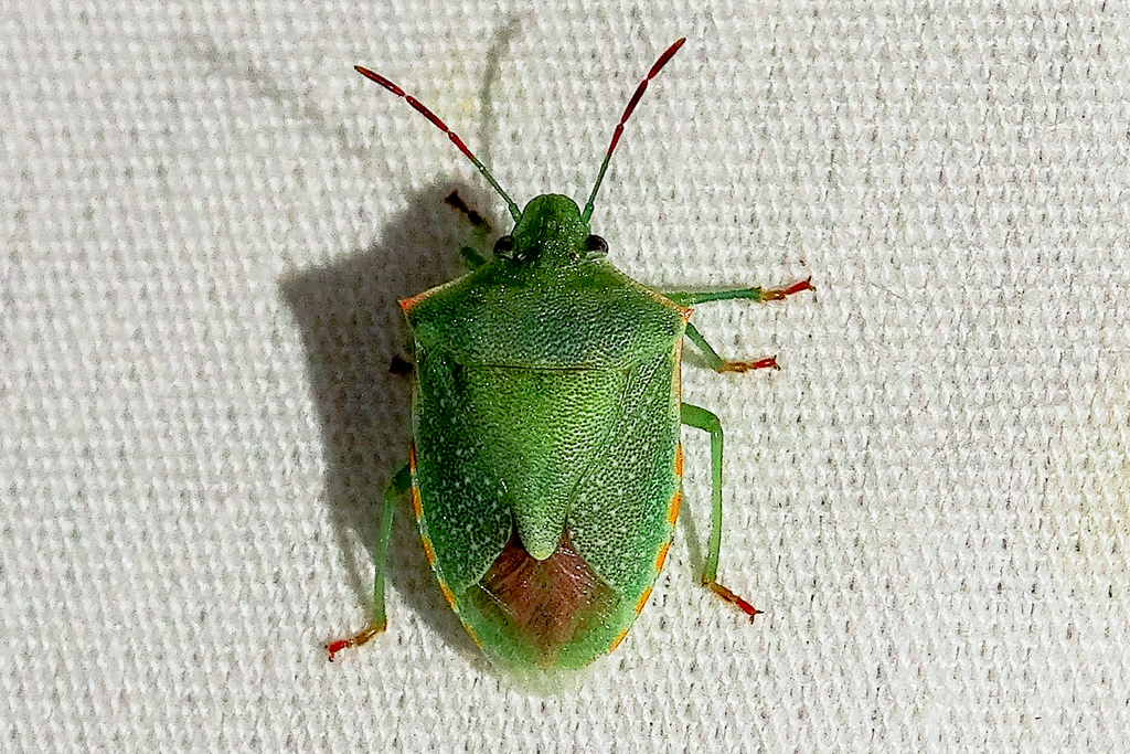 Red-shouldered Stink Bug from Salt River Gorge VC on September 07, 2015 ...