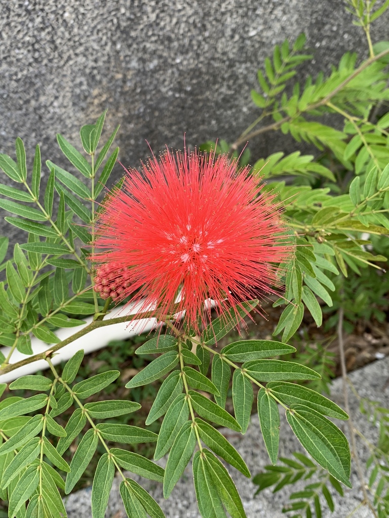 Escobilla roja