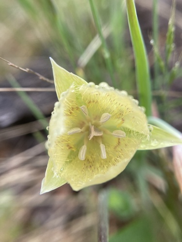 Mariposa Lily*