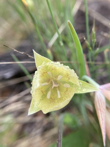 Oakland Mariposa Lily