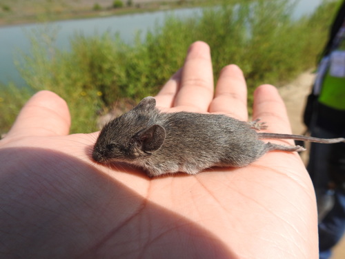 Northern Pygmy Mouse