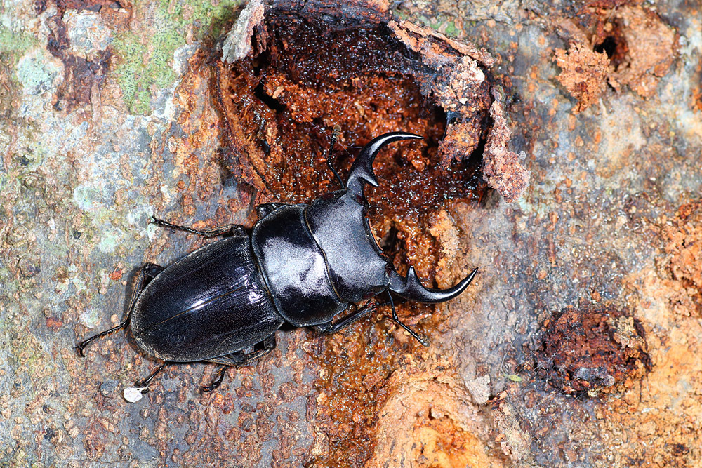 Dorcus ritsemae volscens from Jerantut, Pahang, 马来西亚 on January 17 ...