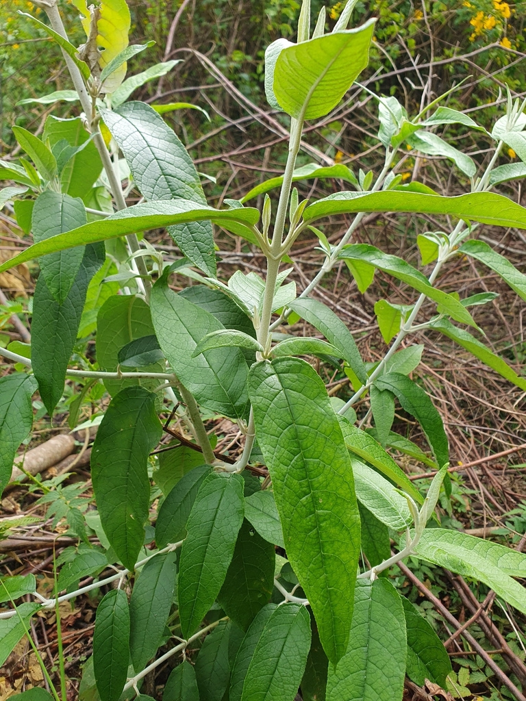 butterfly bushes and allies from Springbrook QLD 4213, Australia on