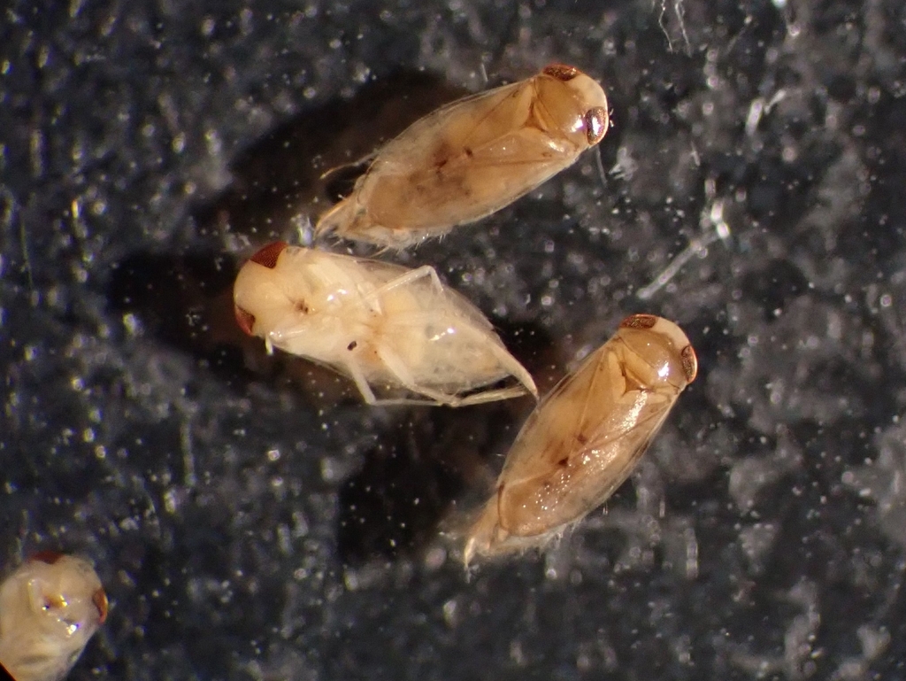 Micronecta Raccolte Micronecta from 724台灣台南市七股區57-9號 on September 20, 2019 at 03:15 PM by ...