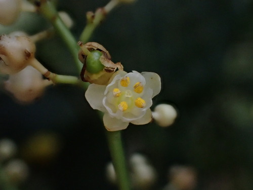 Turpinia