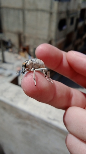 Menecleonus virgatus