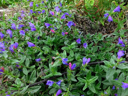 Lax Viper's-bugloss