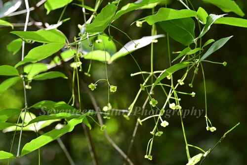 Euonymus schensianus