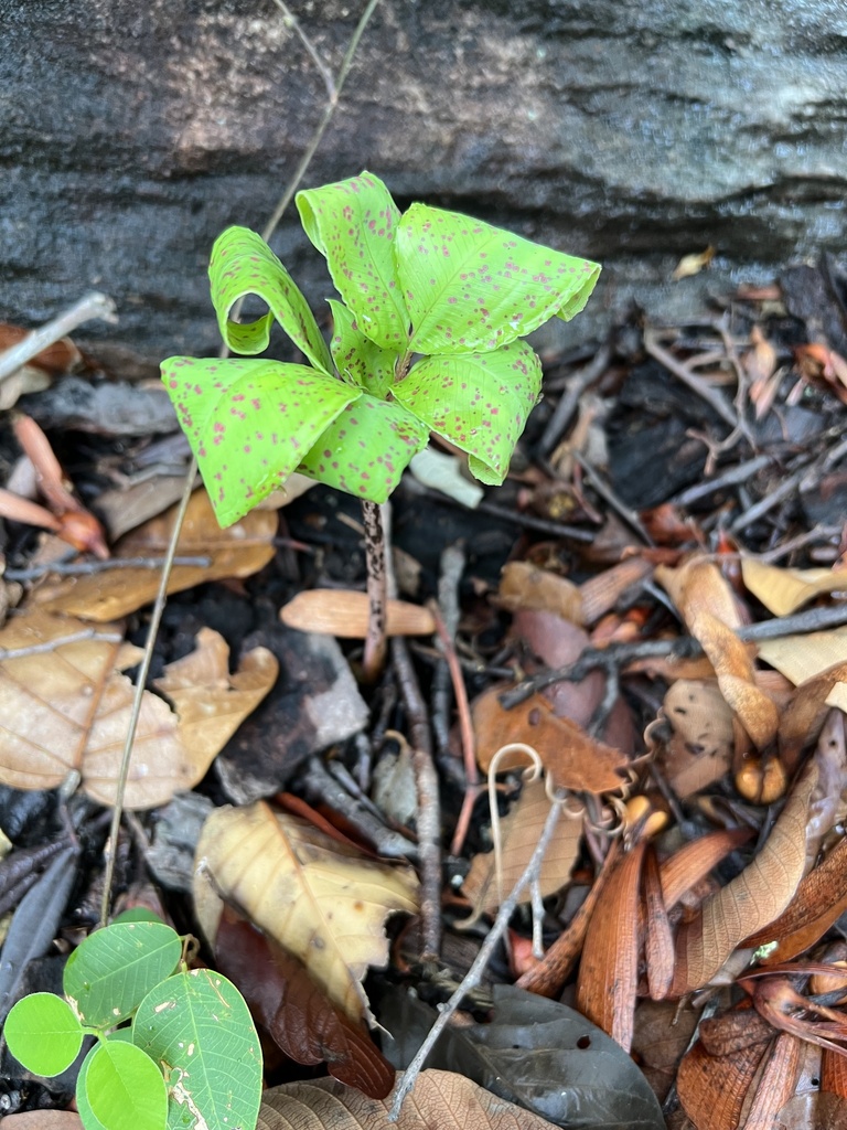 Amorphophallus lacourii (Amorphophallus lacourii)