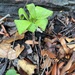 Amorphophallus lacourii - Photo 由 Saroj Ruchisansakun 所上傳的 (c) Saroj Ruchisansakun，保留所有權利