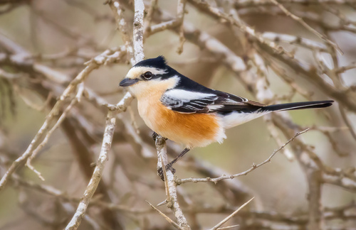 Masked Shrike