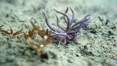 Nudibranch