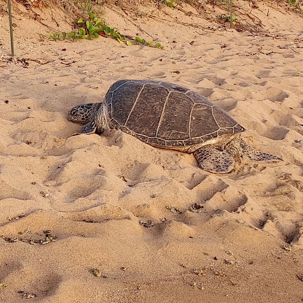 Green Sea Turtle In April 2023 By Gavin INaturalist   Large 