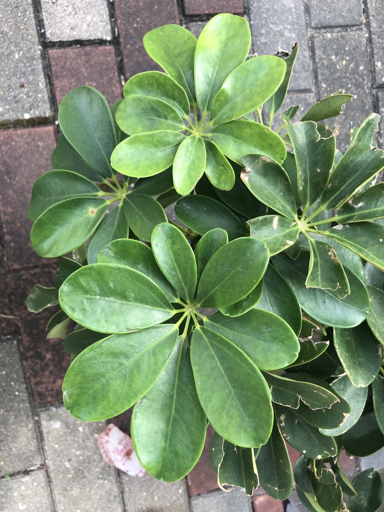 Schefflera from 富怡道2號–12號, 小西灣, 香港, HK on November 08, 2018 at 07:19 AM ...