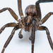 Prowling Spiders - Photo (c) Frederik Leck Fischer, all rights reserved, uploaded by Frederik Leck Fischer