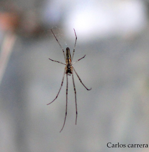 Silver Long-jawed Orbweaver