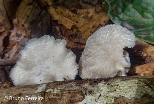 Favolus tessellatus