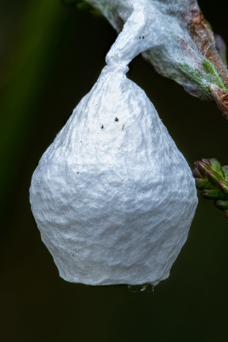 Agroeca