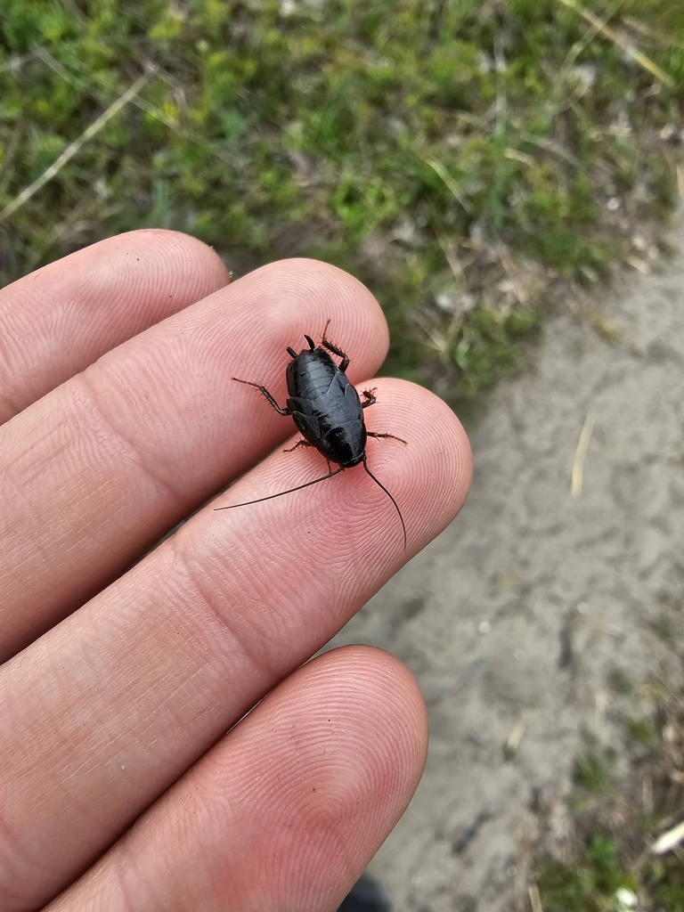 Uhler's Wood Cockroach from Erie, PA 16507, USA on May 12, 2023 at 05