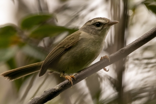 Golden-crowned Warbler