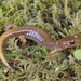 Van Dyke's Salamander - Photo (c) Jake Scott, all rights reserved, uploaded by Jake Scott