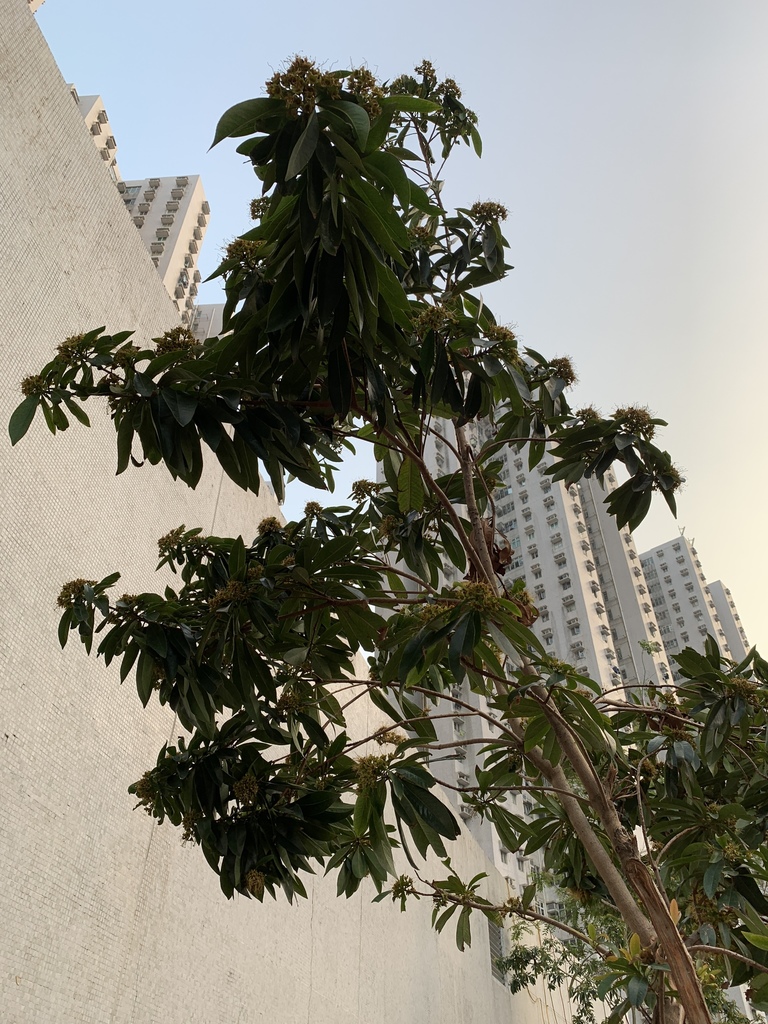 Sidcot Tree dicots from Siu Sai Wan Road, Siu Sai Wan, Hong Kong, HK on November 8 ...