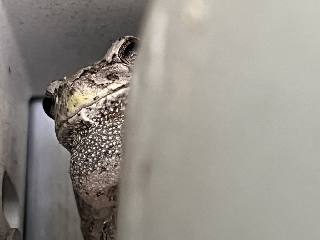 Gray Treefrog from Newell St, Waterloo, IA, US on May 12, 2023 at 0620