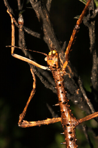 prickly stick insect