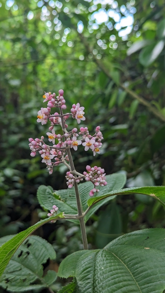 Miconia subcrustulata from Alajuela Province, La Fortuna, Costa Rica on